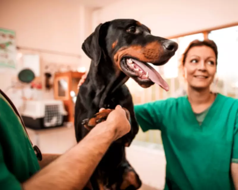 UK Pet Insurance Premiums Gradually Decline Amid Market Competition