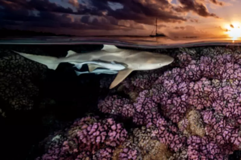Underwater Photographer of the Year 2026 Reveals Stunning Ocean Images