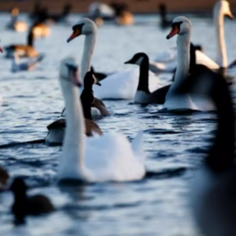 Uxbridge Swan Killing Sparks Outcry as Wildlife Crime Surges in London