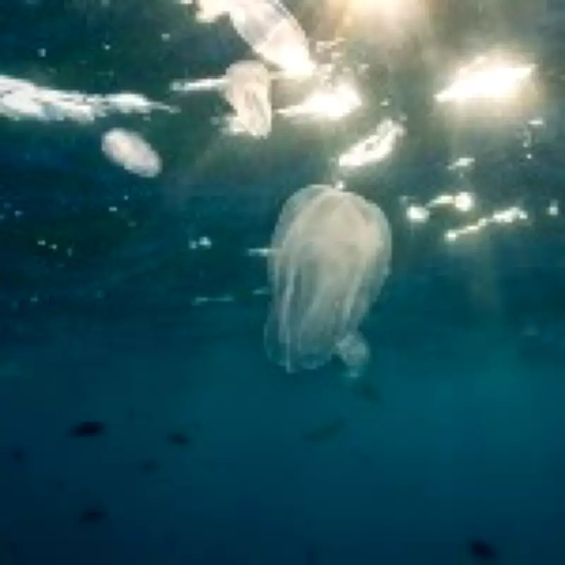 Venice's Waters Invaded by Cannibal Jellyfish, Threatening Ecosystem