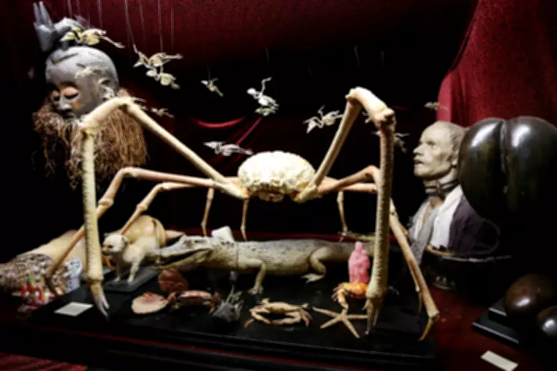 Viktor Wynd Museum: London's Weirdest Attraction of Bones & Taxidermy