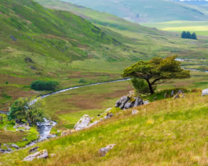Welsh Charity Acquires 405 Hectares for Major Rewilding Project in Cambrian Mountains