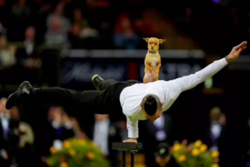 Westminster Dog Show 2026: A Pictorial Celebration of Canine Excellence