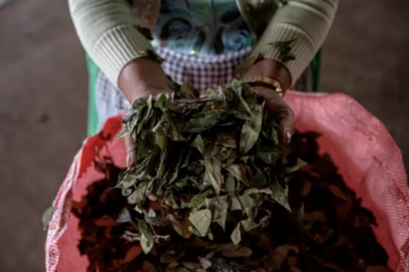 WHO Upholds Global Ban on Coca Leaf Despite Andean Cultural Significance