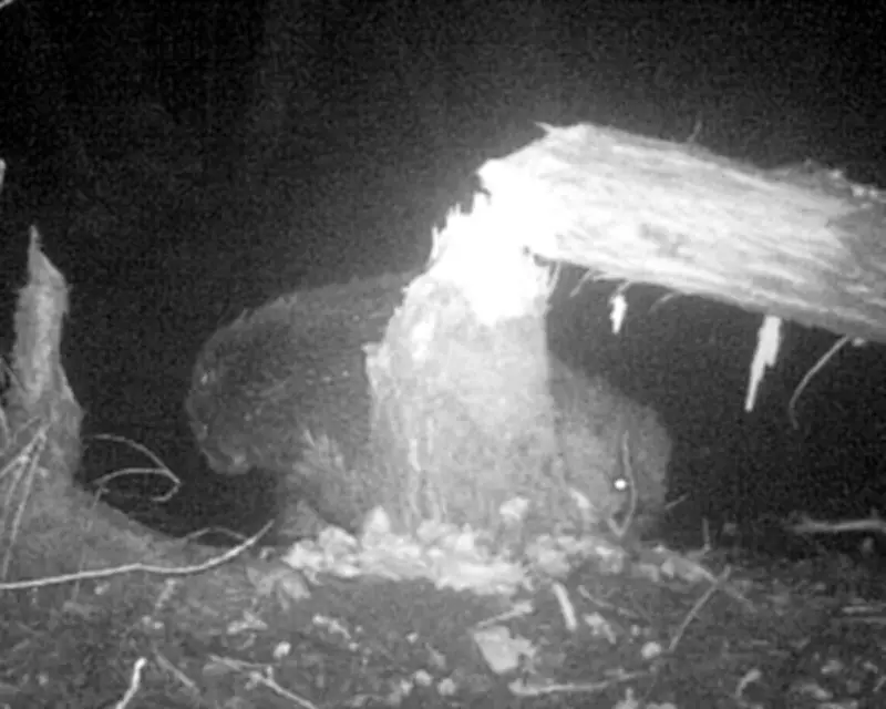 Wild Beaver Pair Discovered in Norfolk, First Since 16th Century