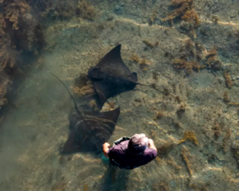 Wild Stingray Encounters Transform Perceptions in New Zealand's Coastal Waters
