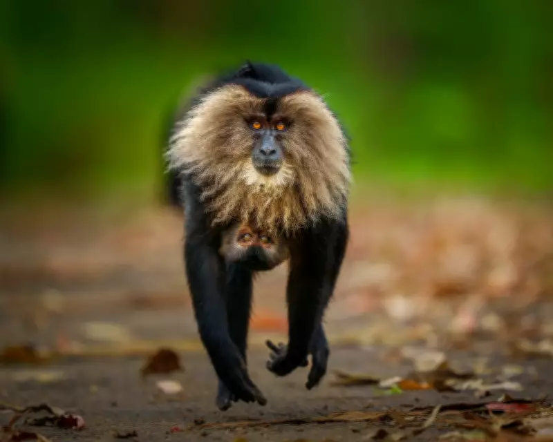 Wildlife Photographer of the Year People's Choice 2026: Vote for Your Favourite Image