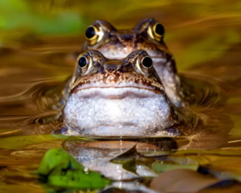 Wildlife Rescue Highlights: Dolphins, White Whale, and Rare Kakapo Chick