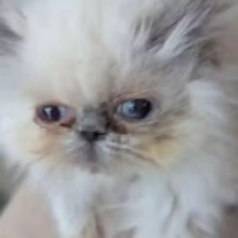 Woman Banned from Keeping Pets After 21 Cats, Dog and Python Found in Filthy Hoxton Flat