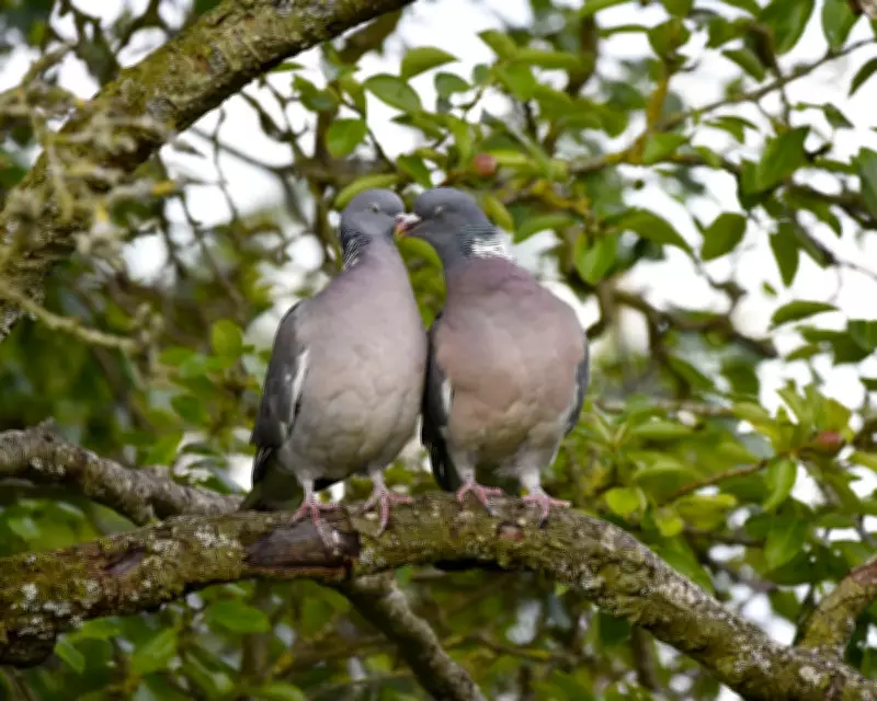Wood Pigeon Courtship: A Bridgerton-Style Ritual in Norfolk Farmyards