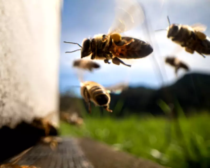 Worker Collectives Hailed as the 'Bees Knees' for UK's Green Economy