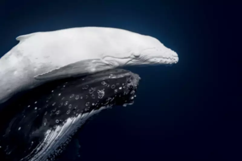 World Nature Photography Awards 2026 Winners Revealed