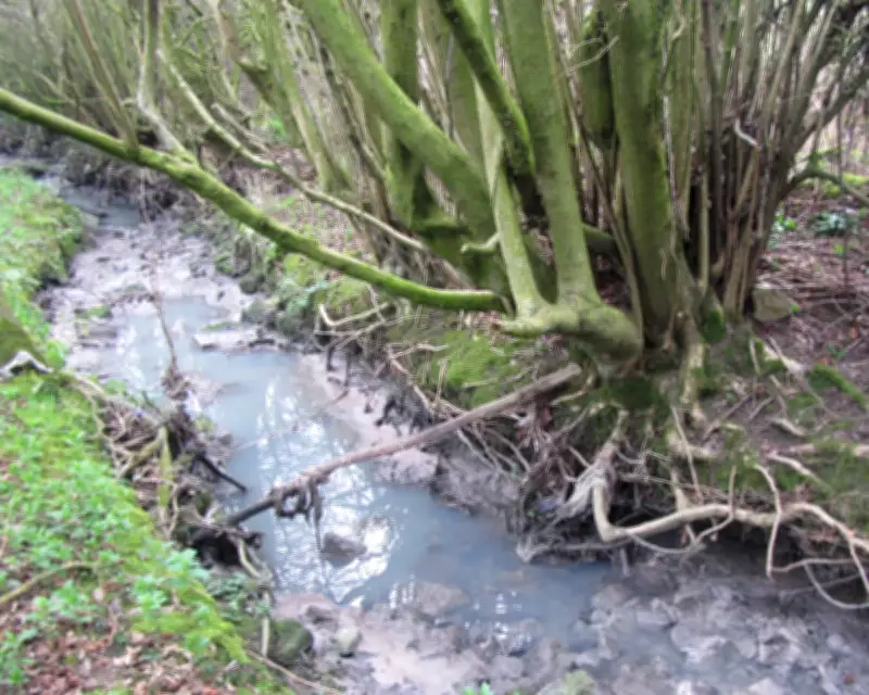 Yorkshire Water Fined Over £700,000 for Repeated Sewage Pollution in Chesterfield Park