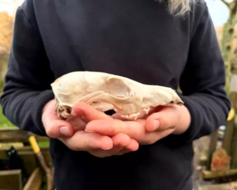 Young Naturalist's Discovery: A Fox Skull in Bristol Woods