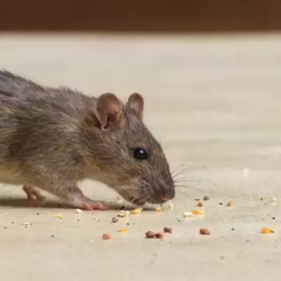 Acton Pub Owner Fined £8,538 Over Mouse Infestation and Hygiene Failures