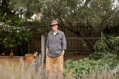 Backyard Harvests Attract Wattlebirds to Urban Gardens