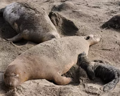 Bird Flu Outbreak Devastates Elephant Seal Pups in California