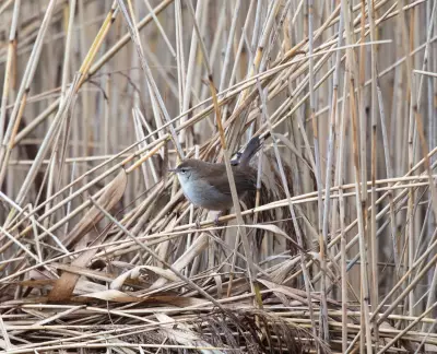 Birdwatcher's Triumph: Rare Cetti's Warbler Sighting in London's Wetlands