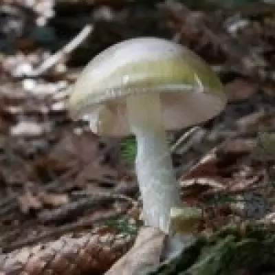 Death Cap Mushroom Outbreak Claims Four Lives in California