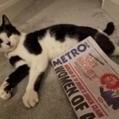 Famous Metro Cat George Stolen from Train Station by Woman with Shopping Bag