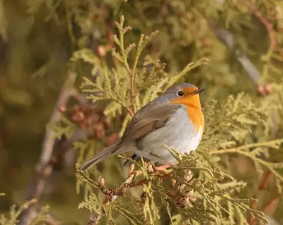 First European Robin in Canada Draws Birdwatchers to Montréal