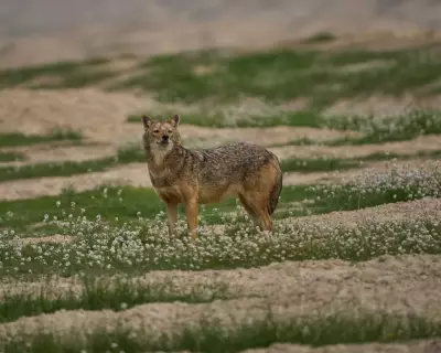 Global Wildlife Highlights: From Thirsty Raccoons to Majestic Jackals