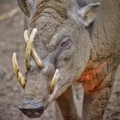 London Zoo's 'World's Ugliest Pig' Receives Dental Treatment for Tusk Infection