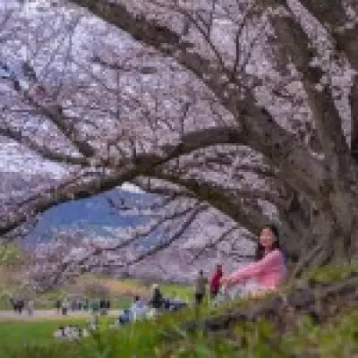 Mallorca's Almond Blossom: A Budget-Friendly Alternative to Japan's Cherry Blossom