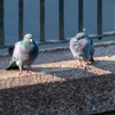 Manchester Station Pigeon Cull Sparks Outrage and Police Investigation