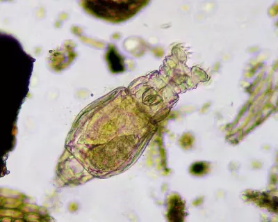 Microscopic Marvels: The Hidden Monsters Less Than a Millimetre Long