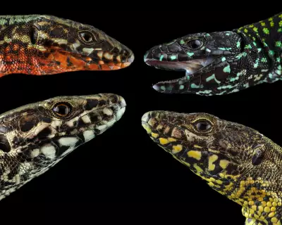 New Lizard Morph Threatens Ancient Italian Species' Color Diversity