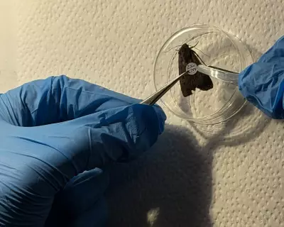 Scientists Track 10,000 Bogong Moths Using Eyelash Glue and Confetti Tags