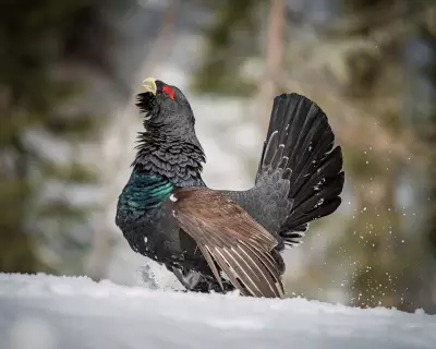 Scotland's Rare Capercaillie Shows Small Signs of Recovery Amid Conservation Efforts
