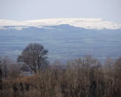Young Naturalist Chronicles Beloved Walk to Treasured Tree in Country Diary