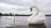 30 Dead Swans Found in London's Thames Amid Suspected Bird Flu Outbreak