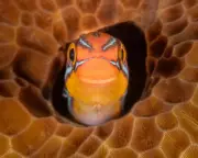 A Peek-a-Boo Fish, Dunkin' Frogs, and a Rare White Crow Captured in Wildlife Photos