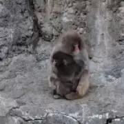 Abandoned Baby Monkey Finds Acceptance in Japanese Zoo Troop