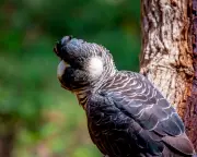 Alcoa Fined $55M for Illegal Forest Clearing, Granted 18-Month Exemption