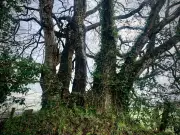 Ancient Coppiced Oak in Shropshire Reveals Human and Natural History