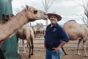 Australian Camel Milk Farm Eyes US Market Expansion with Unique Superfood