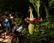 Australia's Corpse Flower Boom: How the Country Became a Global Hub for Stinky Blooms