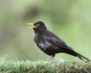 Birdsong Boosts Wellbeing: Nature's Soundtrack for Mental Health
