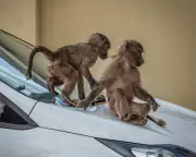 Cape Town's Baboon Conflict: Urban Growth Clashes with Wildlife Conservation