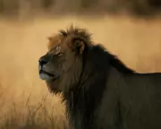 Cecil the Lion Documentary Raises More Questions Than Answers About Trophy Hunting