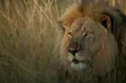 Channel 4's Cecil Documentary Explores Trophy Hunting Fallout