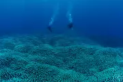 Citizen Scientists Discover Giant Coral Colony on Great Barrier Reef