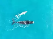 Climate Crisis Slows Southern Right Whale Breeding Rates, Scientists Warn