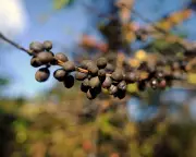 Climate Crisis Threatens Global Coffee Supply as Growing Regions Overheat