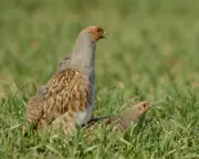 Country Diary 1951: The Courting Rituals of Partridges on Valentine's Day