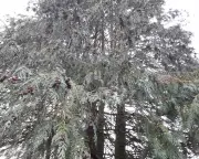 Country Diary: A Monstrous Shadow Looms Over Our Garden Landscape